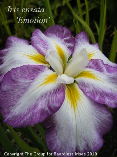 Emotion (2)